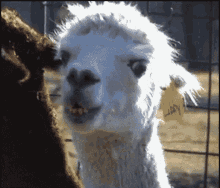Llama Stare Baeautomatic GIF - Llama Stare Baeautomatic Chewing GIFs