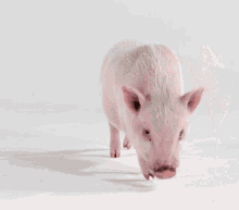 Pig Medpets GIF - Pig Medpets Welcome GIFs