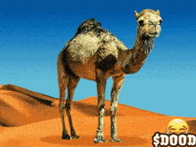 a picture of a camel in the desert with a $ dood smiley face