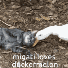 Migati Duckermelon GIF - Migati Duckermelon Rho0 GIFs