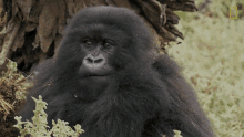 Chewing Gorilla Top3mountain Gorilla Moments GIF - Chewing Gorilla Top3mountain Gorilla Moments World Gorilla Day GIFs