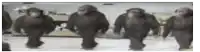 a group of monkeys are walking in a row