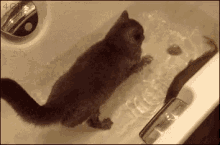 Cat Fish GIF - Cat Fish Tub GIFs