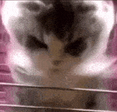 Flamingcat Meow GIF - Flamingcat Meow GIFs