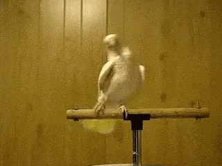 Bird Dancing GIFs | Tenor