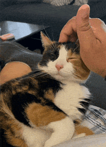 a calico cat is being petted by a person 's finger