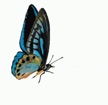 Butterfly Pretty GIF - Butterfly Pretty Fly GIFs