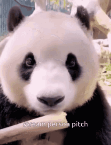 Panda Bear Noah Lennox GIF - Panda Bear Noah Lennox Animal Collective GIFs