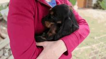 Cuddle With A Floppy English Springer Spaniel Puppy GIF - Cute Puppy Dog GIFs