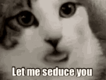 Seduce Cat GIF - Seduce Cat Lick GIFs
