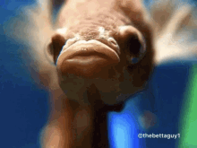angrybetta fish