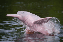 Delfin Rosado GIF