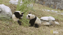 wrestle nat geo wild national panda day mission critical playing
