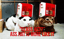 Asshat Class Act GIF - Asshat Class Act Cat GIFs