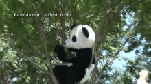 Pandas Don'T Climb Trees GIF - Panda Costume Fail GIFs