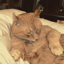 Cat Scared GIF - Cat Scared Caught GIFs