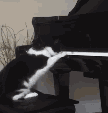Piano Piano Cat GIF
