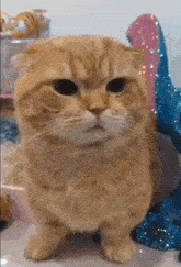 Cat Cute Cat GIF - Cat Cute Cat Cat Burger GIFs