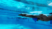 Swimming The Swimmer GIF - Swimming The Swimmer Swimming Competition GIFs