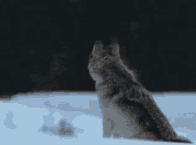Wolf Time GIF - Wolf Time Owww GIFs