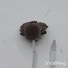 Confused Viralhog GIF - Confused Viralhog What'S Going On GIFs