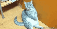 Cute Cat GIF - Cute Cat Wave GIFs
