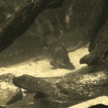 Platypus Swimming GIF - Platypus Swimming River GIFs