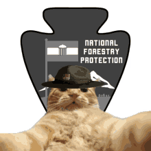 nfp cat cat drill sergeant