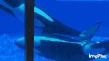 Whalewilly Orca GIF - Whalewilly Orca Rude GIFs