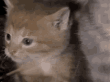 a close up of a kitten looking at the camera in a dark room .