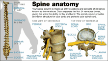 Spine Anatomy GIF - Spine Anatomy Back GIFs