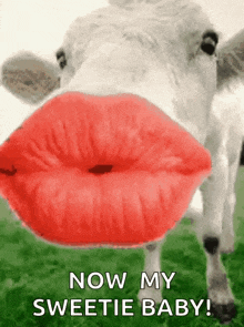 a cow with red lips is blowing a kiss and says `` now my sweetie baby '' .