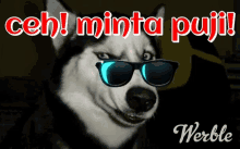 Husky Deal With It GIF - Husky Deal With It Mintapuji GIFs