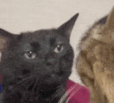 Spaced Out Cat Staring GIF - Spaced Out Cat Staring Cat GIFs