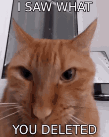 Delete Cat GIF - Delete Cat GIFs