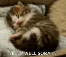 a kitten is sleeping on a pillow with the words `` sleep well sora < 3 '' written on the bottom .