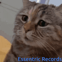 a close up of a cat 's face with the words essentric records below it