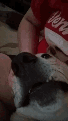 Funny Dog GIF - Funny Dog Lazy GIFs