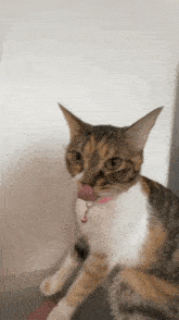 Shake Head Cat GIF - Shake Head Cat Kitten GIFs