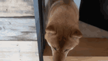 Shiba Inu Shiba GIF - Shiba Inu Shiba Dog GIFs