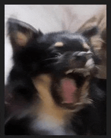 No Mad Dog GIF - No Mad Dog Angry Chihuahua GIFs