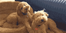 Dog Golden Doodle GIF - Dog Golden Doodle GIFs