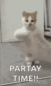 a cat is standing in front of a mirror with the words partay time written on it