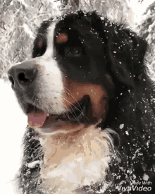 Love Snow Day GIF - Love Snow Day Dog GIFs