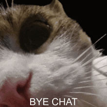 Bye Chat Bye Chat Jojo GIF - Bye Chat Bye Chat Jojo Bye Chat Cat GIFs
