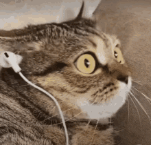 a close up of a cat wearing ear buds and looking at the camera