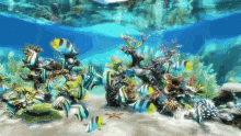 aquario aquarium fish