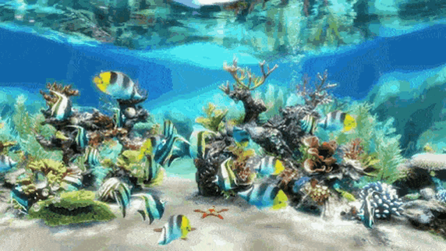 3D Aquarium Live Wallpaper HD - Apps on Google Play