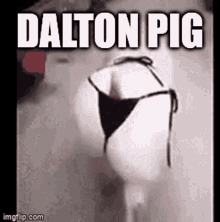 Dalton Daltotheman GIF - Dalton Daltotheman Daltoland GIFs