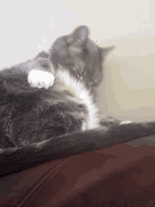 What Meow GIF - What Meow Catch GIFs